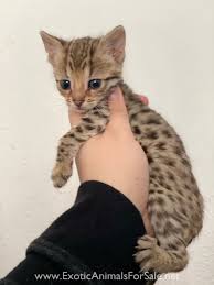 Default sort distance price female male youngest oldest photos only. Bengal Cat For Sale