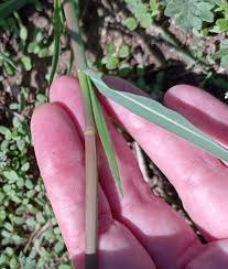 Image result for Panicum coloratum