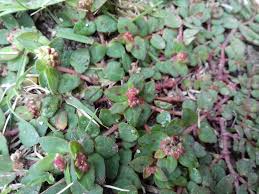 Image result for Euphorbia ophthalmica