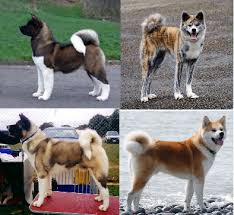 Akita Collage Akita Dog Japanese Dogs Akita