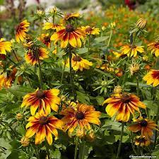 Pin On Cone Flowers