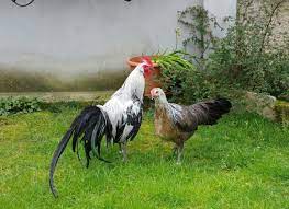 Gallo Fenix Todo Lo Que Debes Saber De Estas Aves