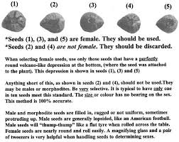 Can You Tell The Sex Of Cannabis Seeds From Their Appearance