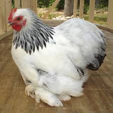 Black And White Speckled Chicken Name Columbian Chickens Backyard Pet Chickens Chicken Pictures