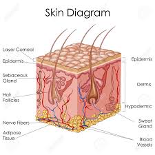 Medical Education Chart Of Biology For Skin Diagram Vector Illustration