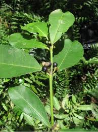 Image result for Craterispermum schweinfurthii