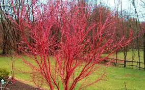 Coral bark japanese maple bonsai tree. Coral Bark Japanese Maple Is A Beautiful Small Tree That Has Brilliant Red Coral B Japanese Maple Tree Coral Bark Japanese Maple Coral Bark Japanese Maple Tree