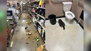 WBRZ - A "very intoxicated raccoon" caused damage in a Virginia liquor store Saturday morning, officials said. Read more: https://www.wbrz.com/news/drunk-raccoon-trashes-virginia-liquor-store-released-back-into-wild-after-sobering-up | Facebook
