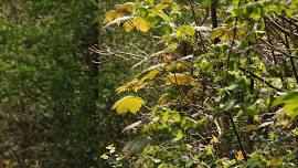 Sustainable Woodland Management