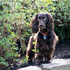 We hope to have another litter this spring. Boykin Spaniel Puppies For Sale Adoptapet Com