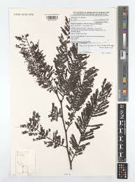 Image result for Samanea leptophylla