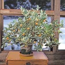 Check spelling or type a new query. Variegated Calamondin Orange Citrus X Citrofortunella Mitis Variegata