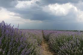 Des milliers de nouvelles images de grande qualité ajoutées. Ulei De Lavanda Cum Sa Produci Mai Mult Ulei Esential Si Sa L Vinzi Cu Succes La Export