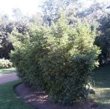 Image result for Cassinopsis