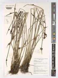 Image result for Schoenoplectiella mucronata