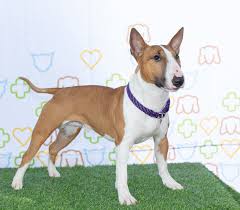 Image result for bulteriér