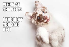 Hilarious Dog Memes You Ll Laugh At Every Time Reader S Digest Find gifs with the latest and newest hashtags!