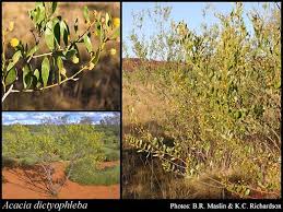 Image result for Dictyophleba