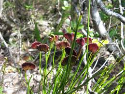 Image result for Nesaea schinzii