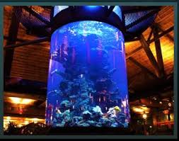 Acrylic Tank Manufacturing Of Las Vegas Nevada Home Of The Hit Tv Show Tanked Only On Animal Planet Custom Acrylic A Aquarium Fish Tank Aquarium Fish Tank