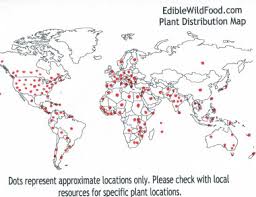 Top 15 health benefits of purslane Purslane Pictures Flowers Leaves Identification Portulaca Oleracea