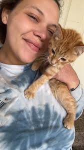 Free cat adoption in Toledo area