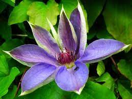 30 Common Poisonous Flowering Plants You Must Know To Avoid Florgeous