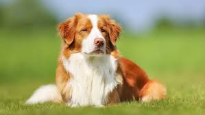 Image result for nova scotia duck tolling retrívr