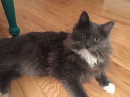 We did not find results for: Long Haired Grey Tuxedo Cat
