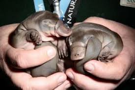 community post 15 pictures of baby platypuses that ll make your heart melt newborn animals cute baby animals baby platypus