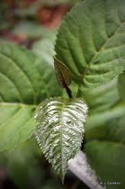 Image result for Maesa lanceolata