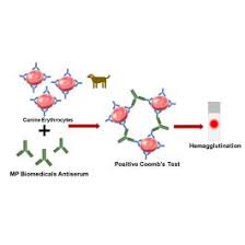 Image result for Indirect Coombs