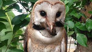 Mengenal Karakteristik Burung Serak Jawa Dan Habitatnya Di Alam Liar Burung Habitat Burung Hantu