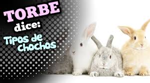 Tipos de chochos | El Blog de Torbe