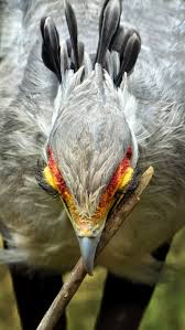 Small Bird With Long Legs And Long Beak The Secretary Bird Has The Longest Legs Of Any Bird Of Prey They Are Also Known As The Long Legged Marching Eagle For The Birds Nature Birds Beautiful Birds