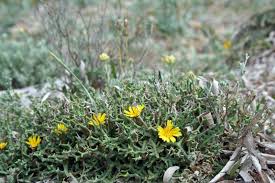 Image result for Launaea