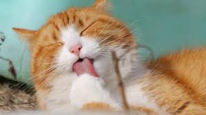 Arti nama kucing kesayangan nabi muhammad dari kamus (muezza). 130 Nama Kucing Jantan Islami Arab Dan Artinya Unik Dan Anti Mainstream Ragam Bola Com