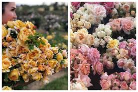 Maybe you would like to learn more about one of these? The Farmer The Florist Interview Grace Rose Farm Floret Flowers