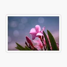 After all, beggers can't be choosers; Pink Oleander Stickers Redbubble