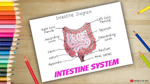 How To Draw Intestine System Digestive System Educational Drawing Youtube Find center of your circle and draw. how to draw intestine system digestive system educational drawing
