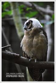 Bird With No Feathers On Head Pin On Owl