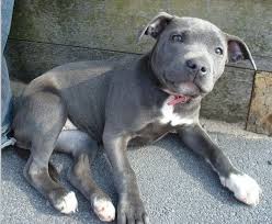 Blue Staffy Puppy 3 I Want One So Bad Blue Staffy Puppy Pitbull Terrier Bull Terrier