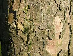 We did not find results for: Help Why Is My Tree Shedding Its Bark Trees Unlimited
