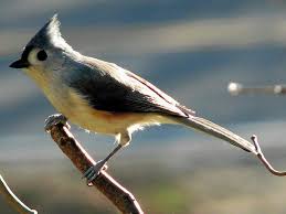 Birds With Tufted Heads Uk 600 Px Tufted Titmouce Titmouse Bird Titmouse Nature Animals