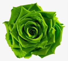 green flower gt green rose png transparent png transparent png image pngitem green flower gt green rose png