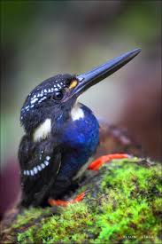 Access Denied Cute Birds Bird Photography Pet Birds