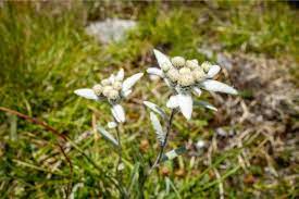 How To Plant Grow And Care For Edelweiss Flower Successfully Florgeous