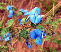 Image result for Kotschya strobilantha