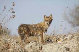 Unlike their territorial namesake, jackals are completely oblivious of. Snacks For Stray Cats May Be Feeding A Rash Of Jackal Attacks The Times Of Israel