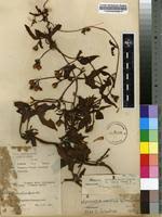 Image result for Merremia pterygocaulos